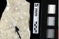 Foto (Detailansicht) von Decapoda indet. (NHMW-GEO-1990-0041-0139)